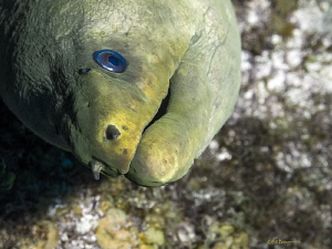We've seen more and more curious moray eels as we dive Gr... by Robin Bateman 